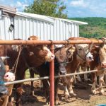 João Eustáquio De Almeida Junior analisa como a pecuária pode reduzir custos de forma estratégica sem abrir mão da produtividade no campo.