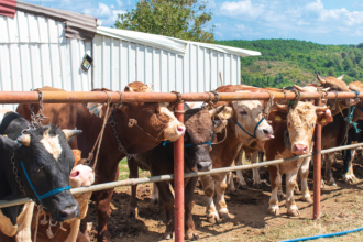 João Eustáquio De Almeida Junior analisa como a pecuária pode reduzir custos de forma estratégica sem abrir mão da produtividade no campo.