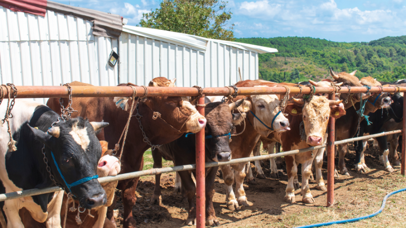João Eustáquio De Almeida Junior analisa como a pecuária pode reduzir custos de forma estratégica sem abrir mão da produtividade no campo.