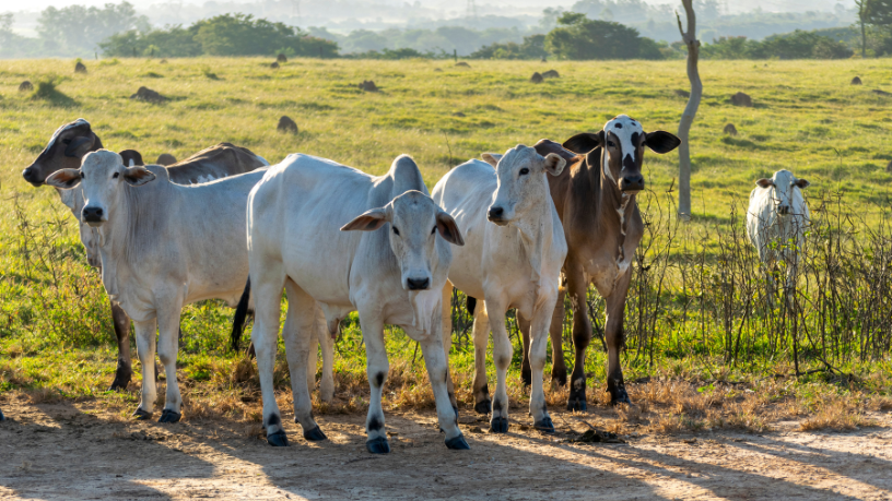 Na pecuária moderna, João Eustáquio De Almeida Junior mostra caminhos práticos para cortar custos e manter altos níveis de produtividade.