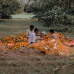 Três agricultores colhem laranjas maduras em um pomar rural.